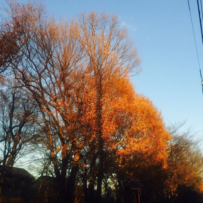 Yellow Leaves trees along Tamagawajosui aqueduct Tokyo Tachikawa nature walking strolling waterway healing nice tourist spot TAMA Tourism Promotion - Visit Tama 　玉川上水沿いの紅葉　東京都立川市　自然　散策　散歩　癒し　観光スポット　多摩観光振興会　