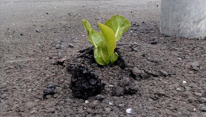 Junge grüne Pflanze wächst aus einem Riss im Asphalt neben einem Betonpfosten.