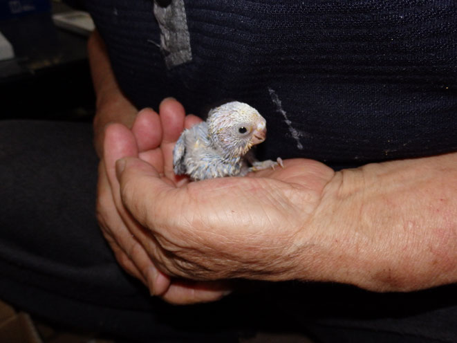 福岡県手乗りインコ小鳥販売店ペットミッキン　高級手乗りセキセイインコのヒナが仲間入りしました。