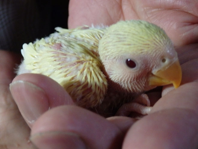 福岡県手乗りインコ小鳥販売店ペットミッキン　手乗りコザクラインコのヒナが仲間入りしました。