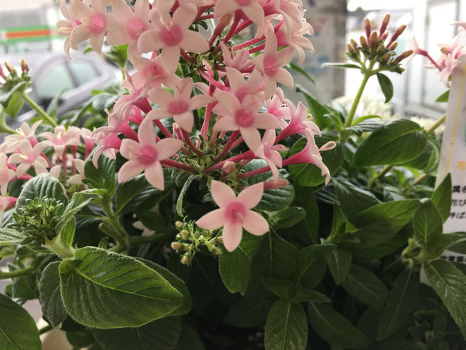 福岡県手乗りインコ小鳥販売店ペットミッキン お正月の花