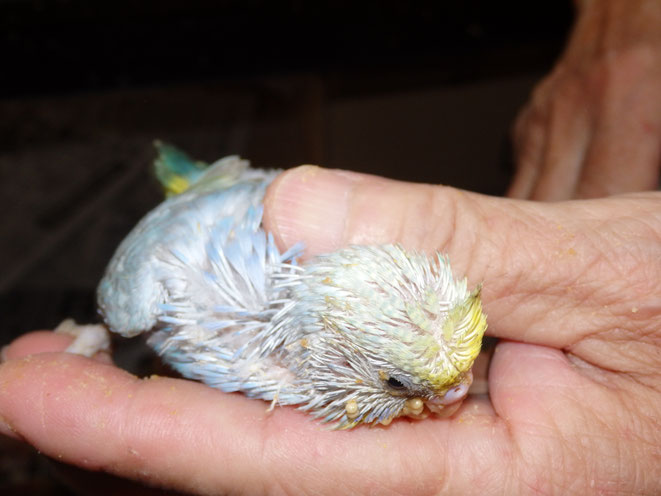 福岡県手乗りインコ小鳥販売店ペットミッキン 手乗りセキセイインコのヒナが仲間入りしました。