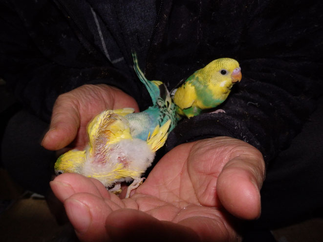 福岡県手乗りインコ小鳥販売店ペットミッキン 手乗りセキセイインコのヒナが仲間入りしました。