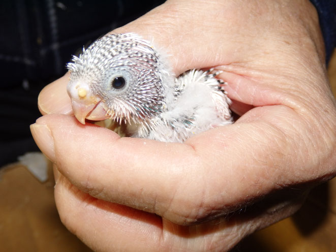 福岡県手乗りインコ小鳥販売店ペットミッキン　手乗りセキセイインコのヒナが仲間入りしました。