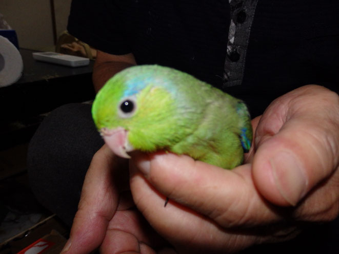 手乗りマメルリハインコのヒナが仲間入りしました 福岡手乗りインコ小鳥販売店ペットミッキンのホームページです