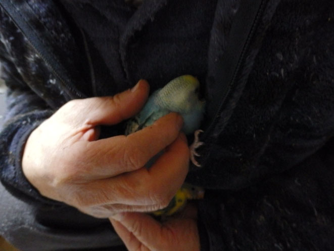 福岡県手乗りインコ小鳥販売店ペットミッキン 手乗りセキセイインコのヒナが仲間入りしました。