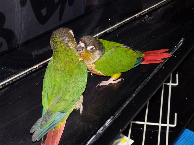 福岡県手乗りインコ小鳥販売店ペットミッキン 手乗りウロコインコのヒナが仲間入りしました。