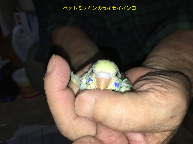 福岡県手乗りインコ小鳥販売店ペットミッキン　手乗り高級セキセイインコヒナが仲間入りしました。