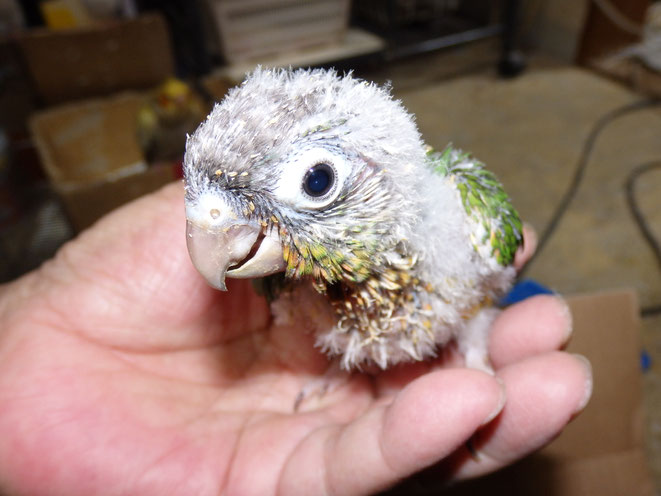 福岡県手乗りインコ小鳥販売店ペットミッキン　手乗りウロコインコのヒナが仲間入りしました。