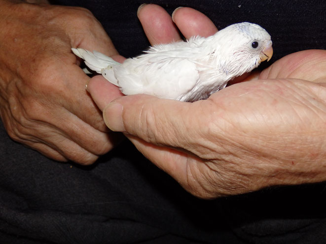 手乗りの可愛い高級セキセイインコが仲間入りしました。