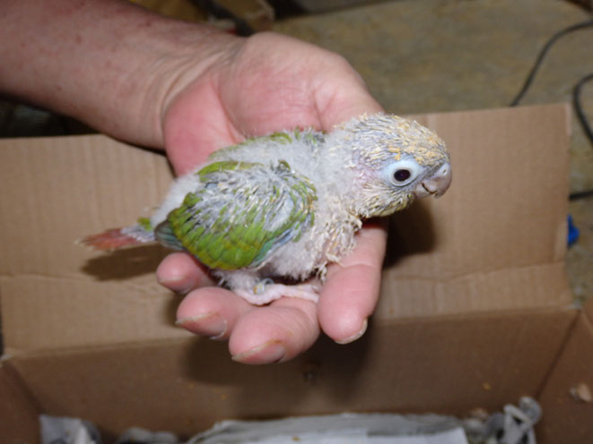 福岡県手乗りインコ小鳥販売店ペットミッキン 手乗りウロコインコのヒナが仲間入りしました。