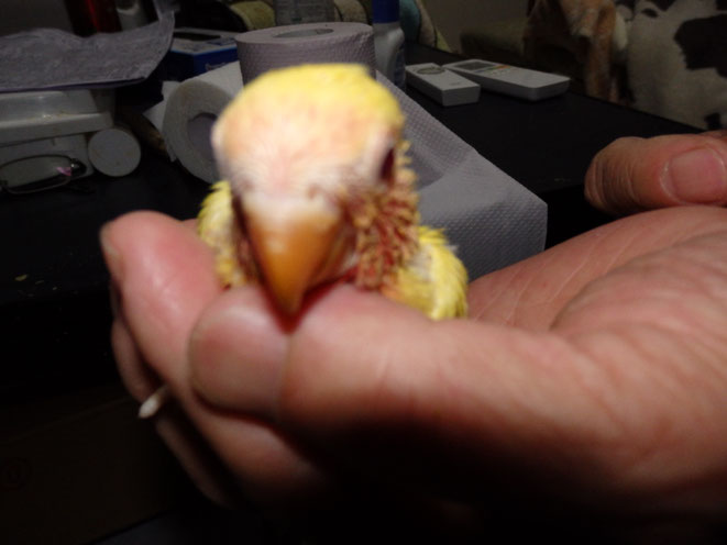 福岡県手乗りインコ小鳥販売店ペットミッキン 手乗り黄色コザクラインコのヒナが仲間入りしました。