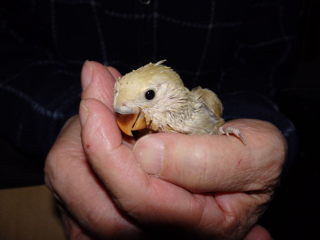 福岡県手乗りインコ小鳥販売店ペットミッキン 手乗りコ貴重なコザクラインコのヒナが仲間入りしました。