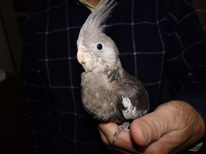 福岡県手乗りインコ小鳥販売店ペットミッキン　手乗りホワイトフェイスオカメインコのヒナが仲間入りしました。