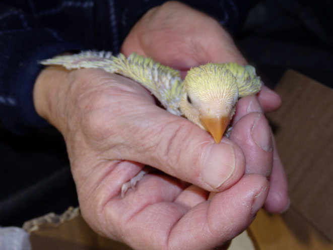 福岡県手乗りインコ小鳥販売店ペットミッキン　手乗りコザクラインコのヒナが仲間入りしました。