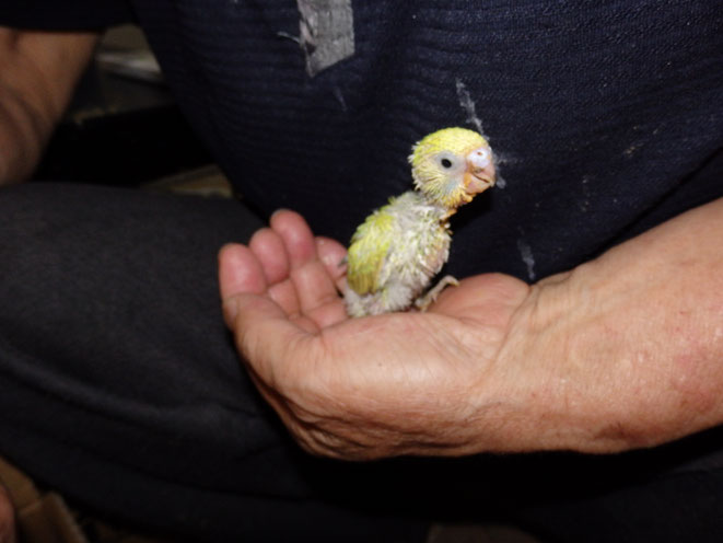 福岡県手乗りインコ小鳥販売店ペットミッキン　手乗りセキセイインコのヒナが仲間入りしました。