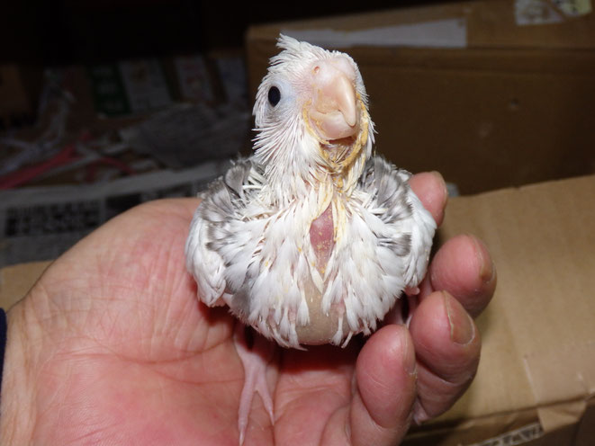 福岡県手乗りインコ小鳥販売店ペットミッキン　オカメインコクリアフェイスヘビーパイドヒナが仲間入りしました。