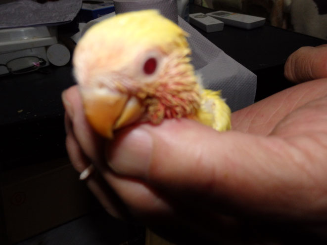 福岡県手乗りインコ小鳥販売店ペットミッキン 手乗りコザクラインコが仲間入りしました。