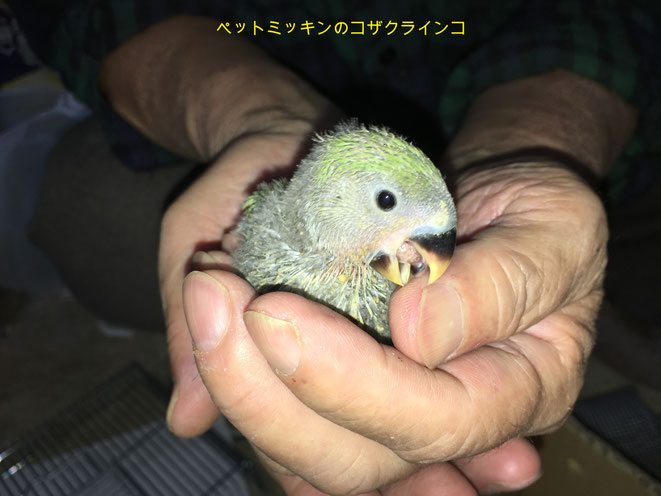 福岡県手乗りインコ小鳥販売店ペットミッキン　手乗りコザクラインコのヒナがが仲間入りしました。