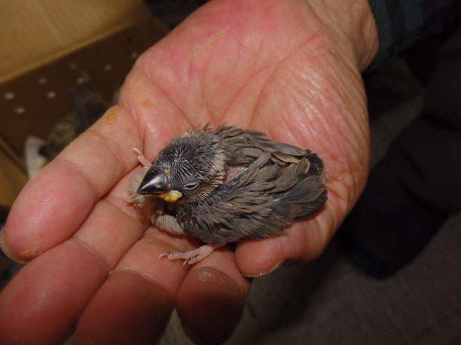 福岡県手乗りインコ小鳥販売店ペットミッキン　手乗り文鳥が仲間入りしました。