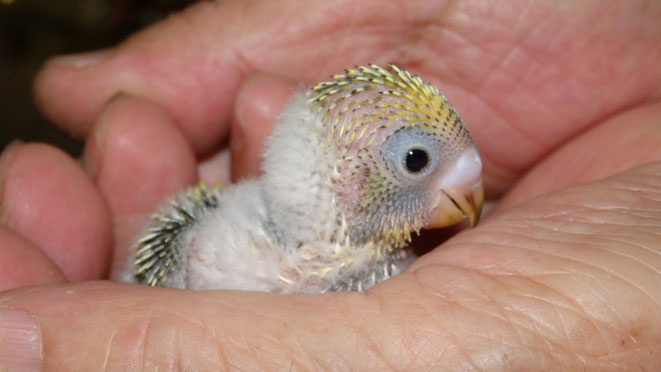 福岡県手乗りインコ小鳥販売店ペットミッキン　手乗りジャンボセキセイインコのヒナが仲間入りしました。