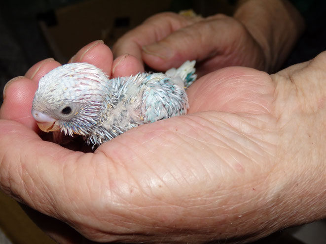 福岡県手乗りインコ小鳥販売店ペットミッキン　手乗りセキセイインコのヒナが仲間入りしました。