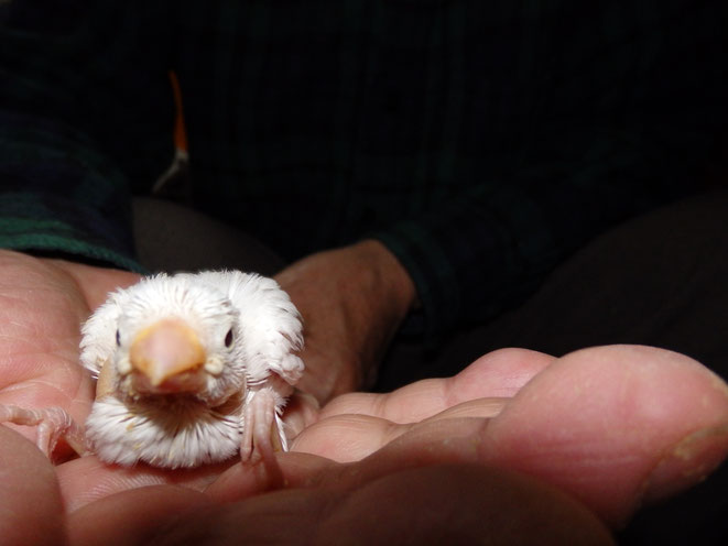 福岡県手乗りインコ小鳥販売店ペットミッキン　手乗り白文鳥のヒナが仲間入りしました。