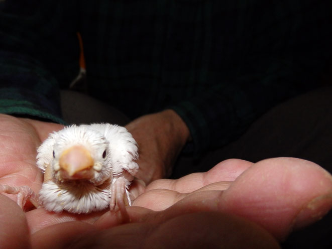 福岡県手乗りインコ小鳥販売店ペットミッキン 手乗り白文鳥のヒナが仲間入りしました。