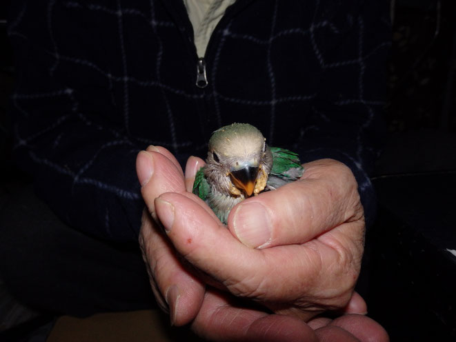 福岡県手乗りインコ小鳥販売店ペットミッキン　手乗り色変わりコザクラインコのヒナが仲間入りしました。