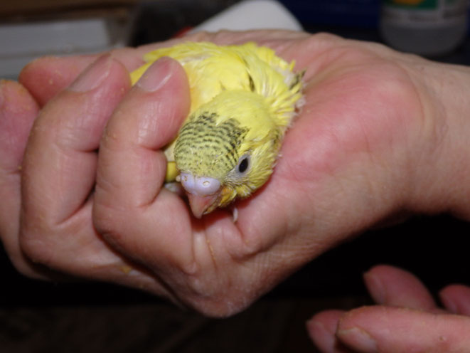 福岡県手乗りインコ小鳥販売店ペットミッキン 手乗りセキセイインコのヒナが仲間入りしました。