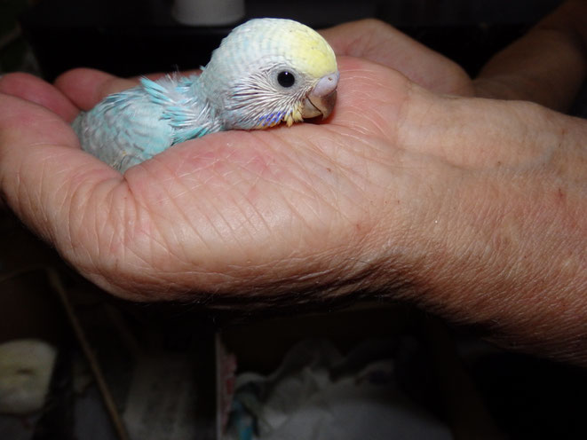 高級セキセイインコが仲間入りしました。