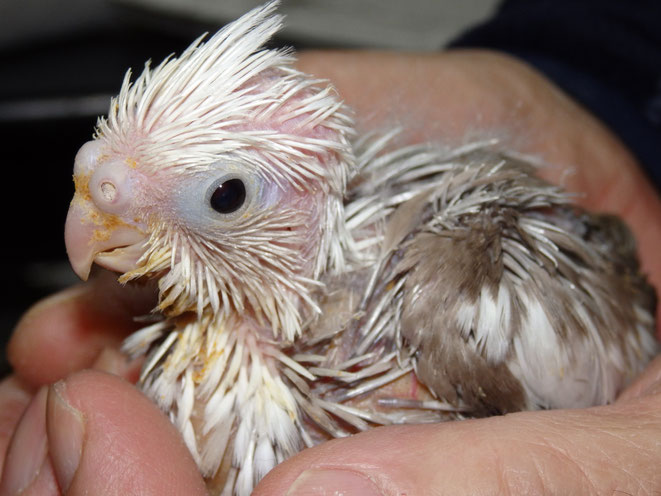 福岡県手乗りインコ小鳥販売店ペットミッキン　手乗りオカメインコホワイトフェイスシナモンパイドのヒナが仲間入りしました。