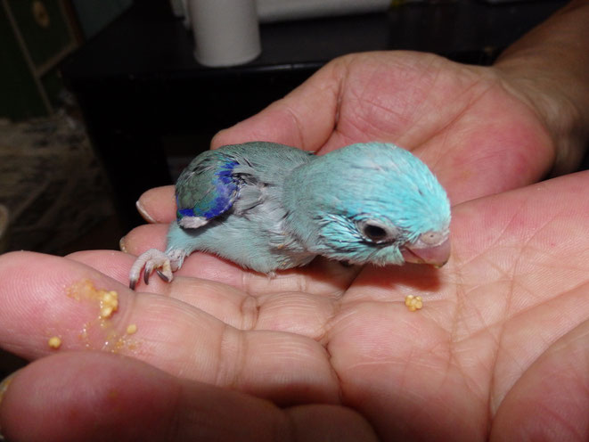 福岡県手乗りインコ小鳥販売店ペットミッキン 手乗りマメルリハインコのヒナが仲間入りしました。