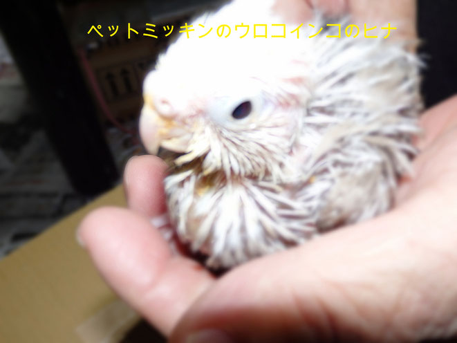 福岡県手乗りインコ小鳥販売店ペットミッキン　手乗りウロコインコのヒナが仲間入りしました。