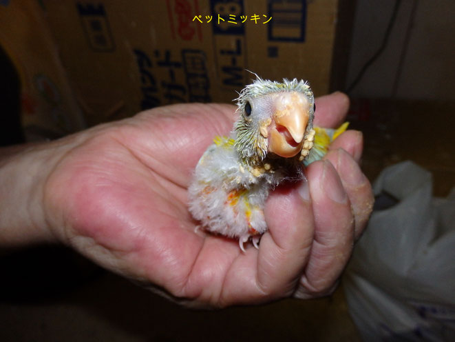 福岡県手乗りインコ小鳥販売店ペットショップミッキンに手乗りサザナミインコが仲間入りしました。