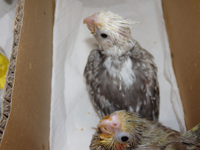 福岡県手乗りインコ小鳥販売店ペットミッキン 手乗りオカメインコのヒナが仲間入りしました。