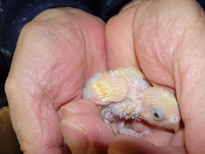 福岡県手乗りインコ小鳥販売店ペットミッキン 手乗りセキセイインコのヒナが仲間入りしました。