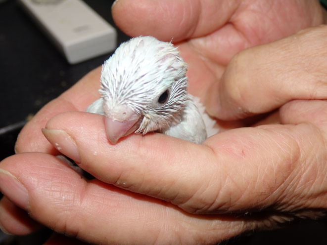 福岡県手乗りインコ小鳥販売店ペットミッキン 手乗りマメルリハインコのヒナが仲間入りしました。