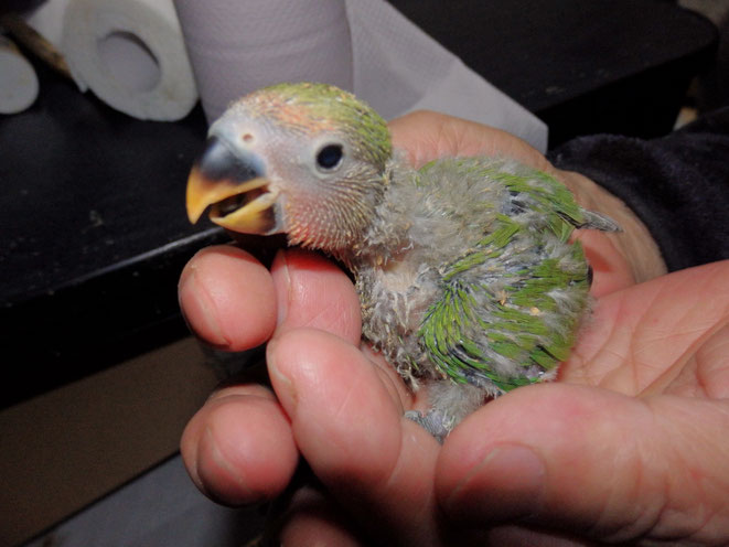 福岡県手乗りインコ小鳥販売店ペットミッキン 手乗りコザクラインコヒナが仲間入りしました。