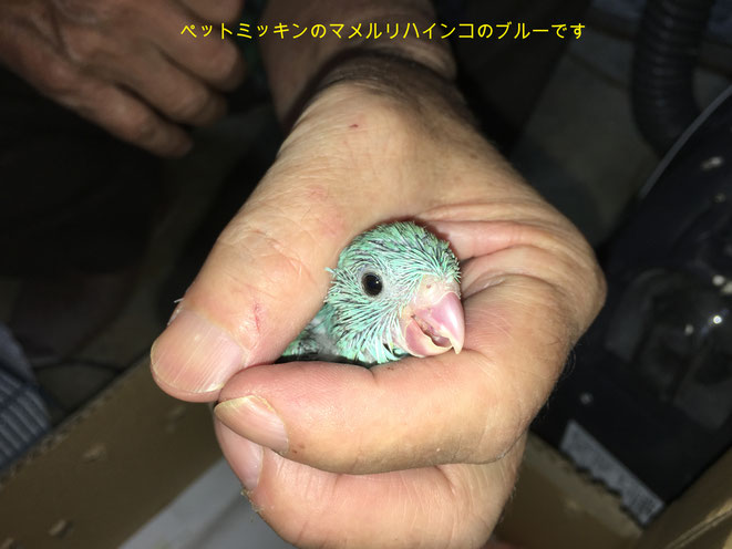 福岡県手乗りインコ小鳥販売店ペットミッキン　手乗りマメルリハインコのブルーヒナが仲間入りしました。