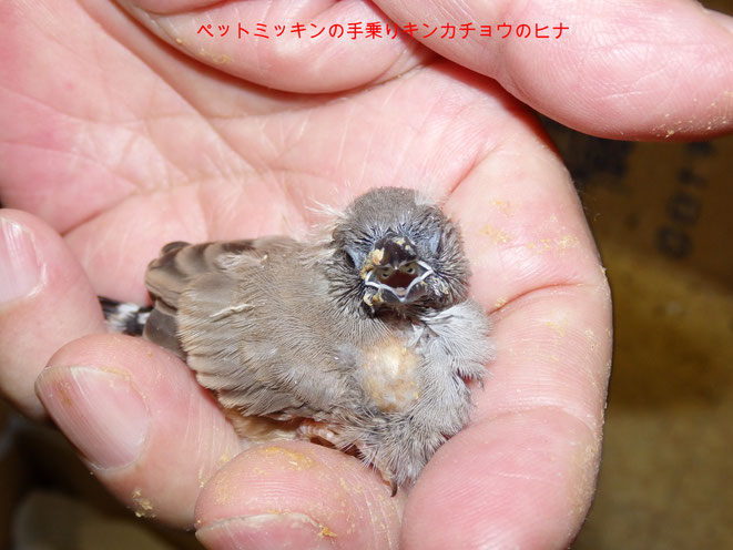 福岡県手乗りインコ小鳥販売店ペットショップミッキンに手乗りキンカチョウのヒナが仲間入りしました。