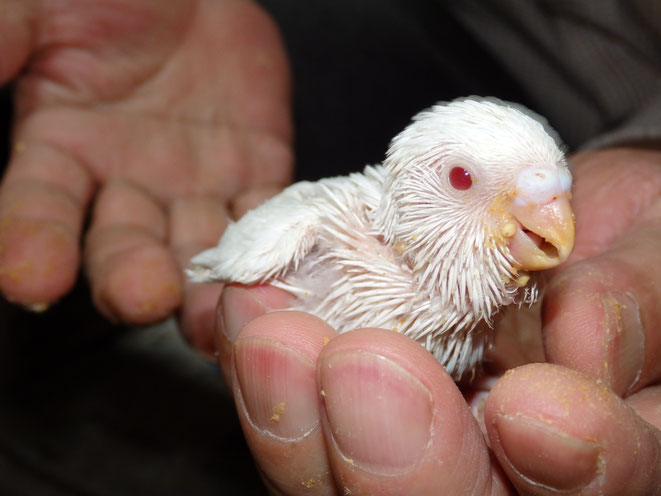 福岡県手乗りインコ小鳥販売店ペットミッキン　手乗りセキセイインコのヒナが仲間入りしました。