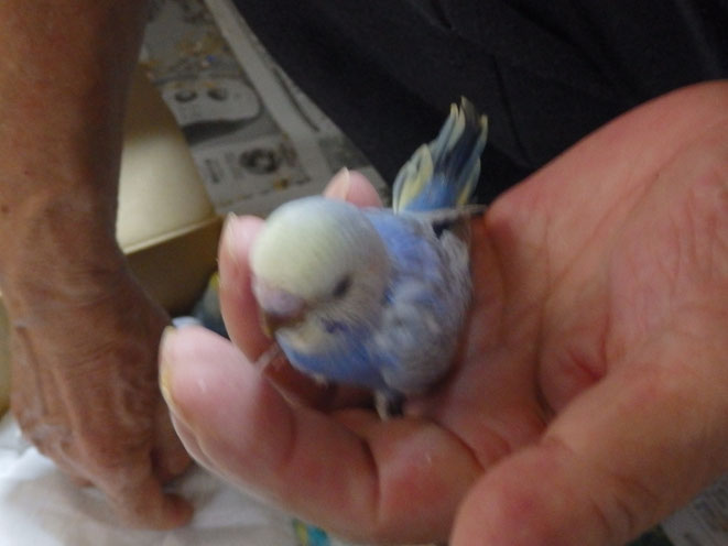 福岡県手乗りインコ小鳥販売店ペットミッキン　手乗り高級セキセイインコのヒナが仲間入りしました。