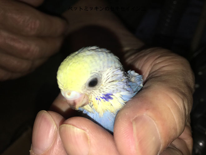福岡県手乗りインコ小鳥販売店ペットミッキン 手乗り高級セキセイインコの雛がヒナが仲間入りしました。