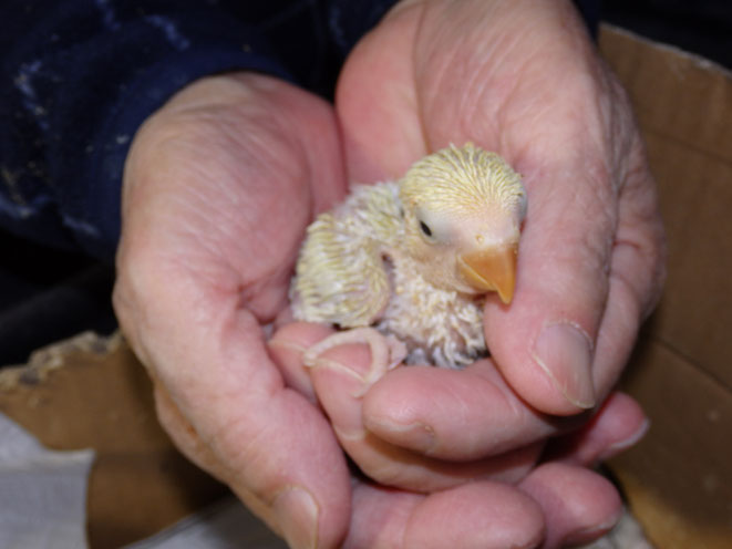 福岡県手乗りインコ小鳥販売店ペットミッキン 手乗りコザクラインコのヒナが仲間入りしました。