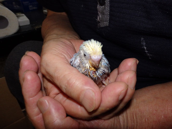 福岡県手乗りインコ小鳥販売店ペットミッキン　手乗り高級セキセイインコのヒナが仲間入りしました。