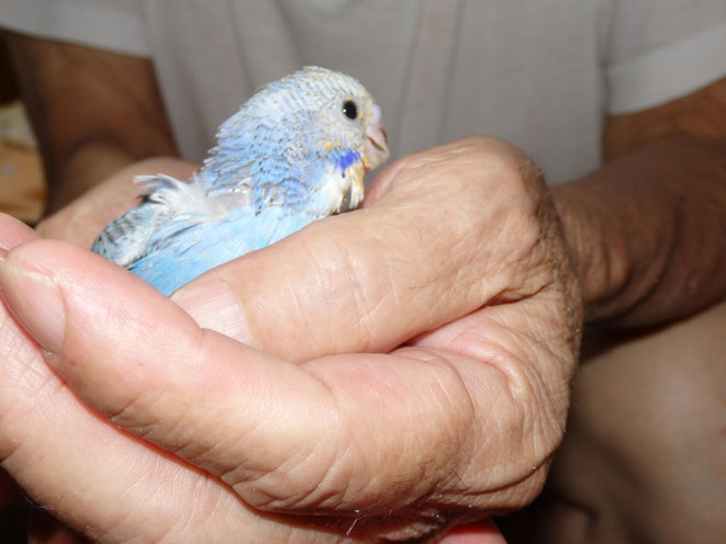 セキセイインコのヒナ　オパーリン種