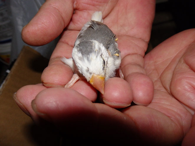 福岡県手乗りインコ小鳥販売店ペットミッキン　手乗り文鳥パイドのヒナが仲間入りしました。