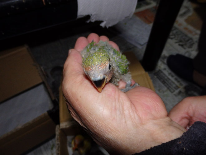 福岡県手乗りインコ小鳥販売店ペットミッキン 手乗りコザクラインコが仲間入りしました。
