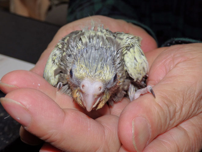 福岡県手乗りインコ小鳥販売店ペットミッキン　手乗りオカメインコのヒナが仲間入りしました。